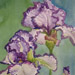 Purple_White_Irises