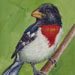 Grosbeak