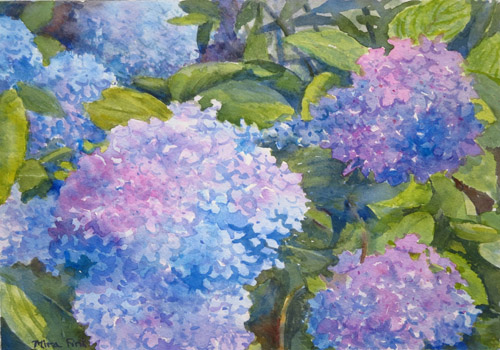 Hydrangeas commission